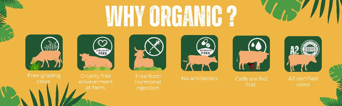 Why A2 Milk is the only type of milk You should be drinking?